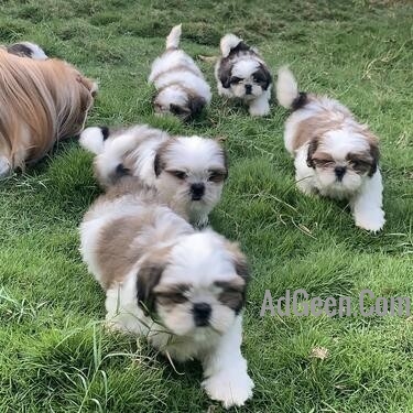 used Shih Tzu For sale for sale 