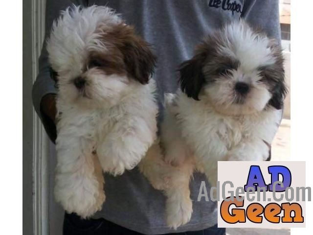 used SHIH TZU PUPPIES AVAILABLE for sale 