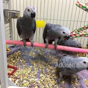 used Wide species of birds and parrots available for sale. for sale 