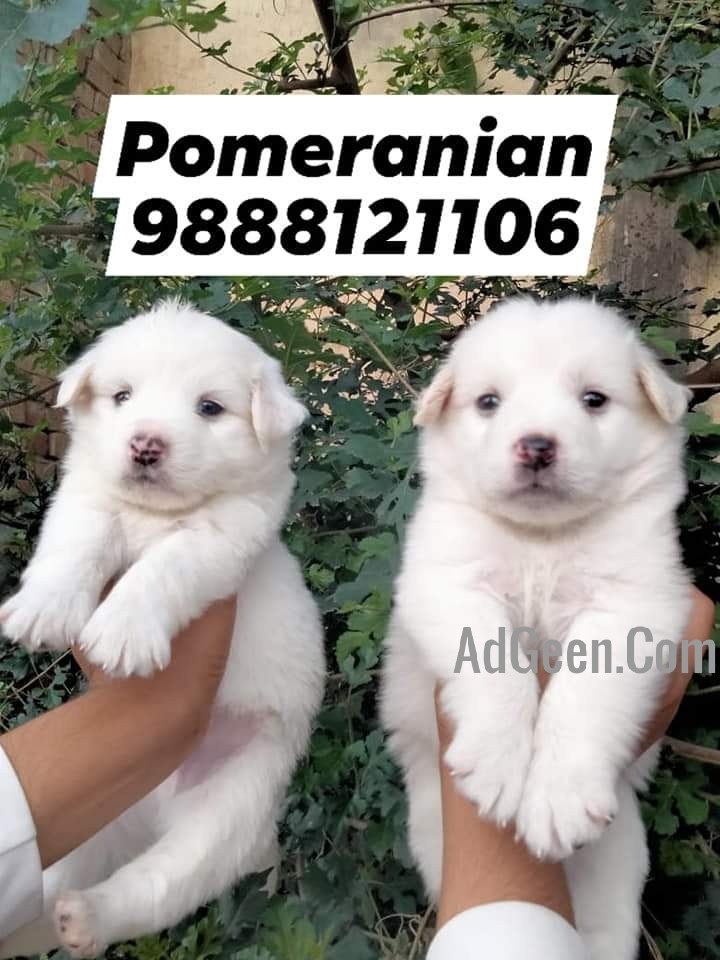 Pomeranian puppy buy online in jalandhar city pet shop dog Dogs for sale in  Jalandhar Punjab AdGeen