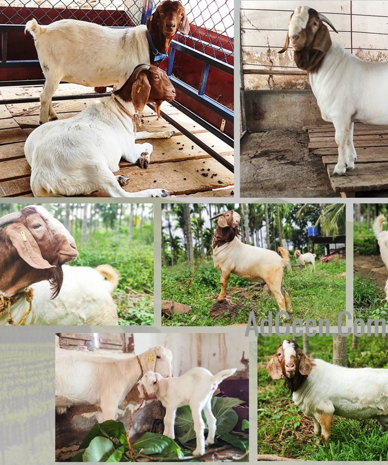 used Boer Goat 100% pure full bloodline adult and Kids avble 9916672339 for sale 