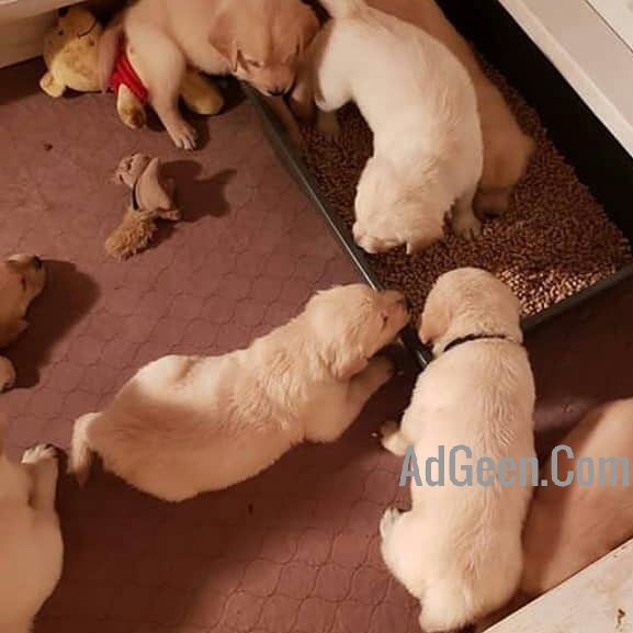 used GOLDEN RETRIEVER PUPPIES AVAILABLE FOR SALE 9886657415 WHATSP for sale 