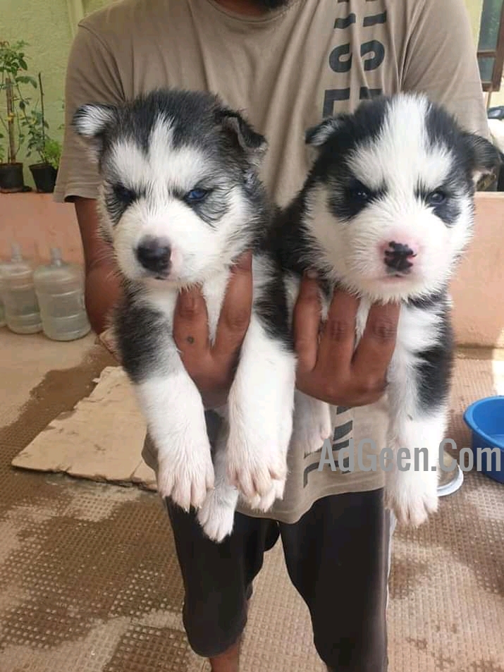 used Blue eyes Siberian husky puppies available 9886657415  for sale 