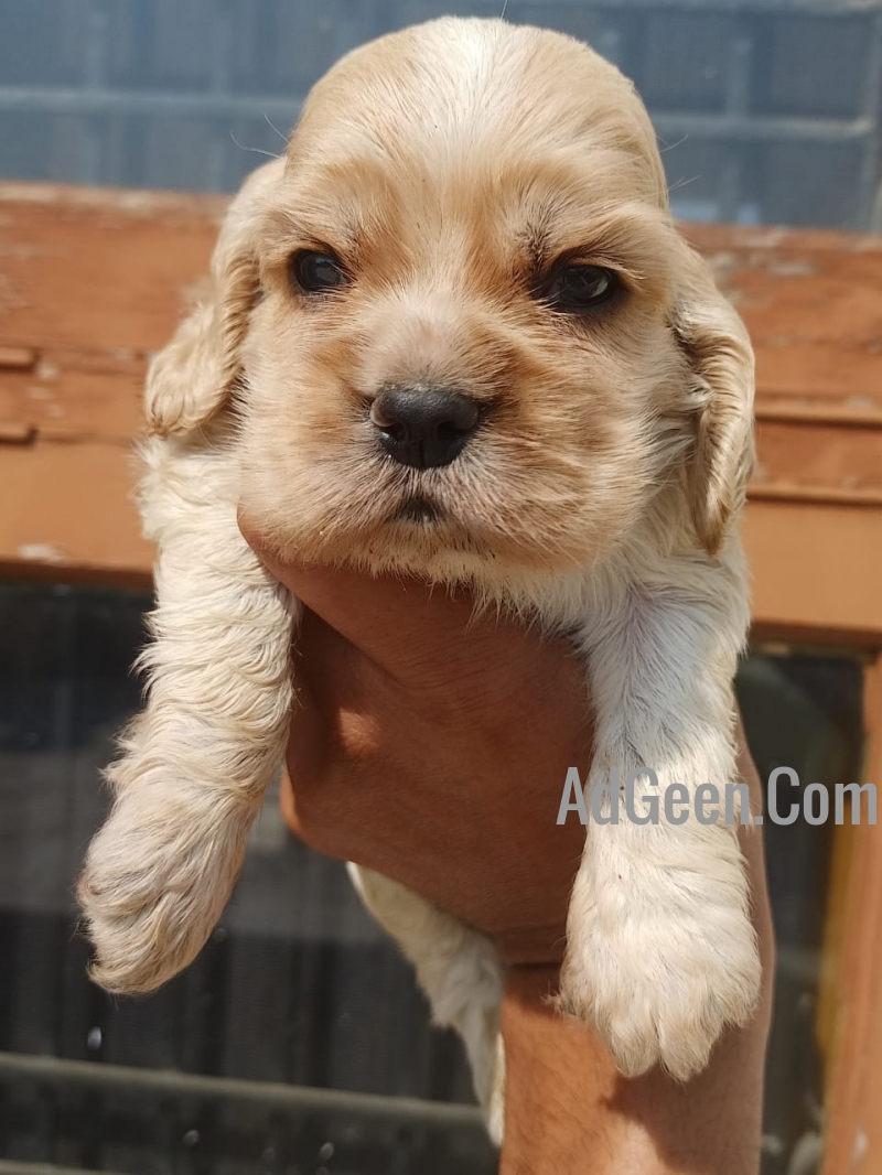 used Cocker Spaniel Puppies in Jalandhar & Chandiagrh 9888341827 for sale 
