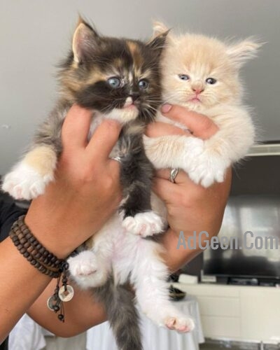 used Full TICA Pedigree Maine Coon kittens for sale 