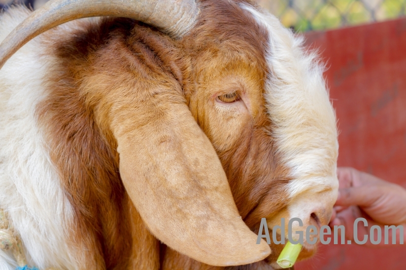 used Boer Goat South African 100kg for sale 9916672339 4 pairs for sale 