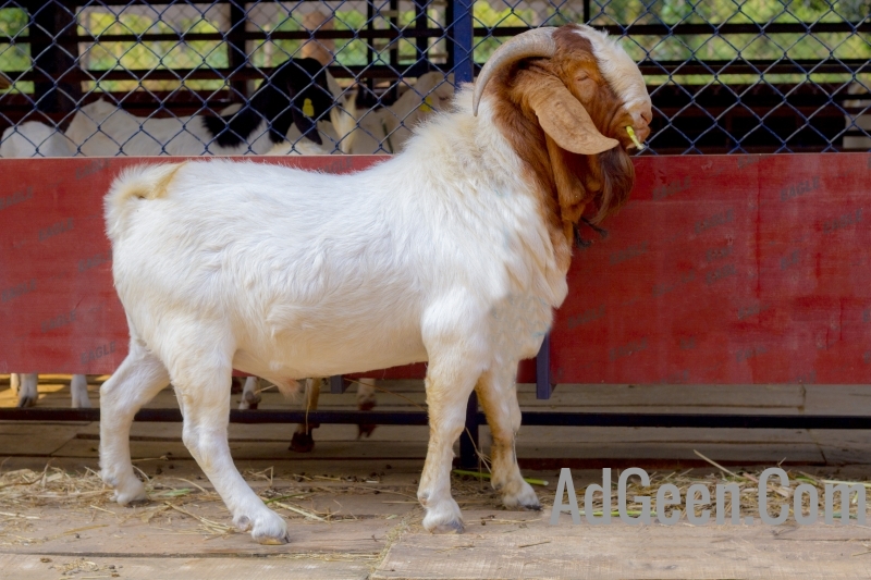used Boer Goat South African 100kg for sale 9916672339 4 pairs for sale 