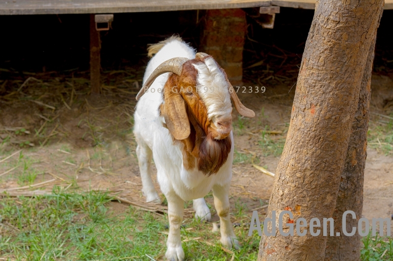 used I WANT SALE MY BOER GOAT 9916672339 for sale 