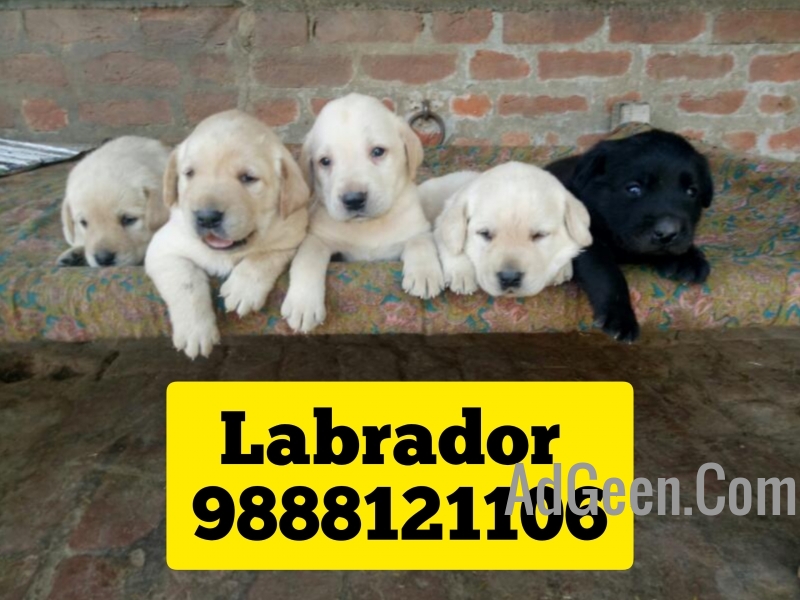used Labrador puppy buy in jalandhar city pet shop dog 9888121106 for sale 