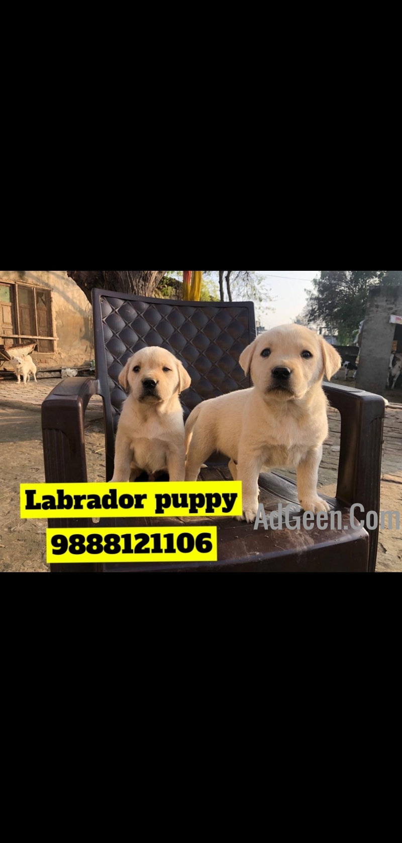 used Labrador puppy buy and sell in jalandhar 9888121106 for sale 
