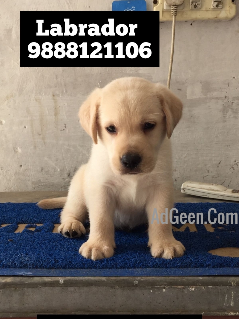 used Labrador puppy buy and sell jalandhar city call 9888121106 for sale 