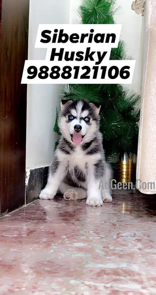used Siberian Husky puppy buy and sell near me 9888121106 for sale 