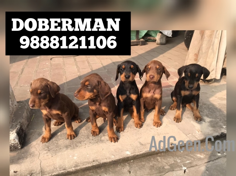 used Doberman puppy buy near me pet shop near me 9888121106 for sale 