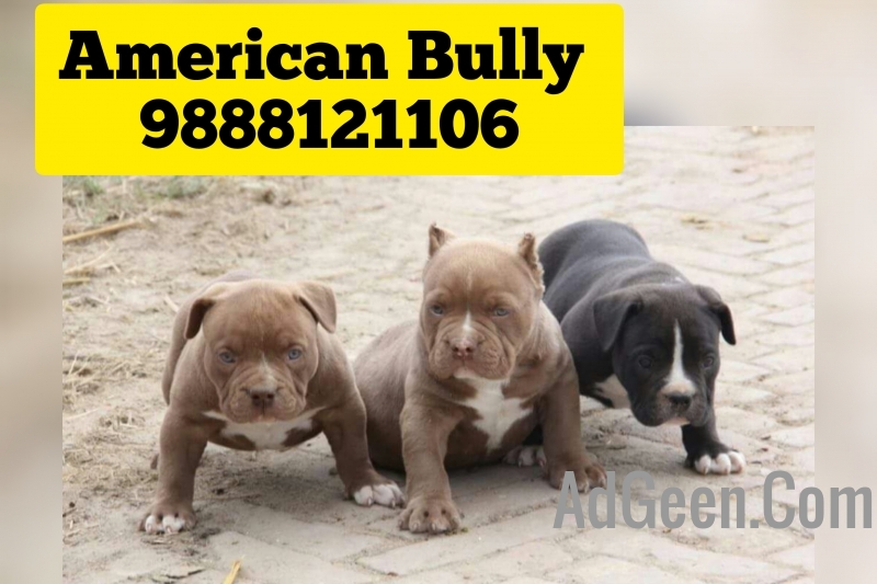 used American bully puppy buy near me pet shop near me 9888121106 for sale 