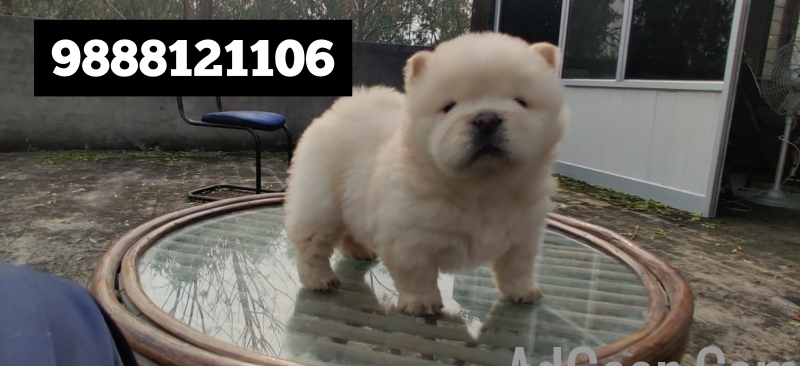 used Chow chow puppy buy and sell in jalandhar city 9888121106 for sale 