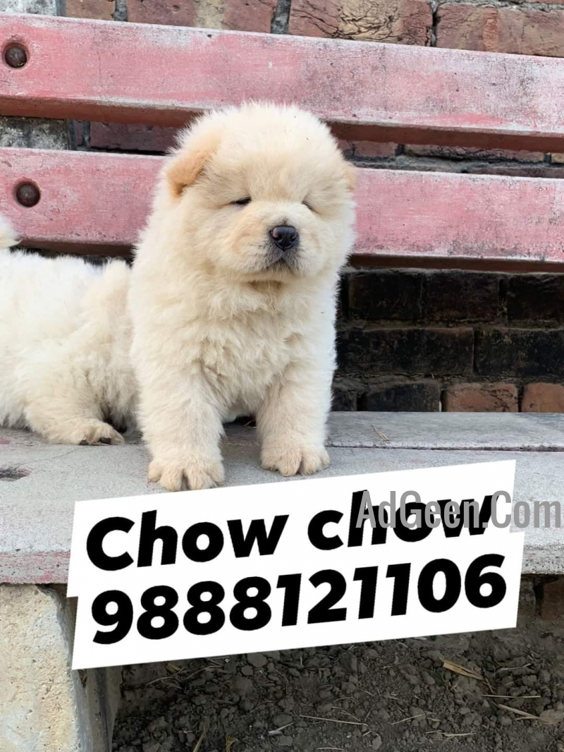 used Chow chow puppy available in jalandhar city 9888121106 for sale 