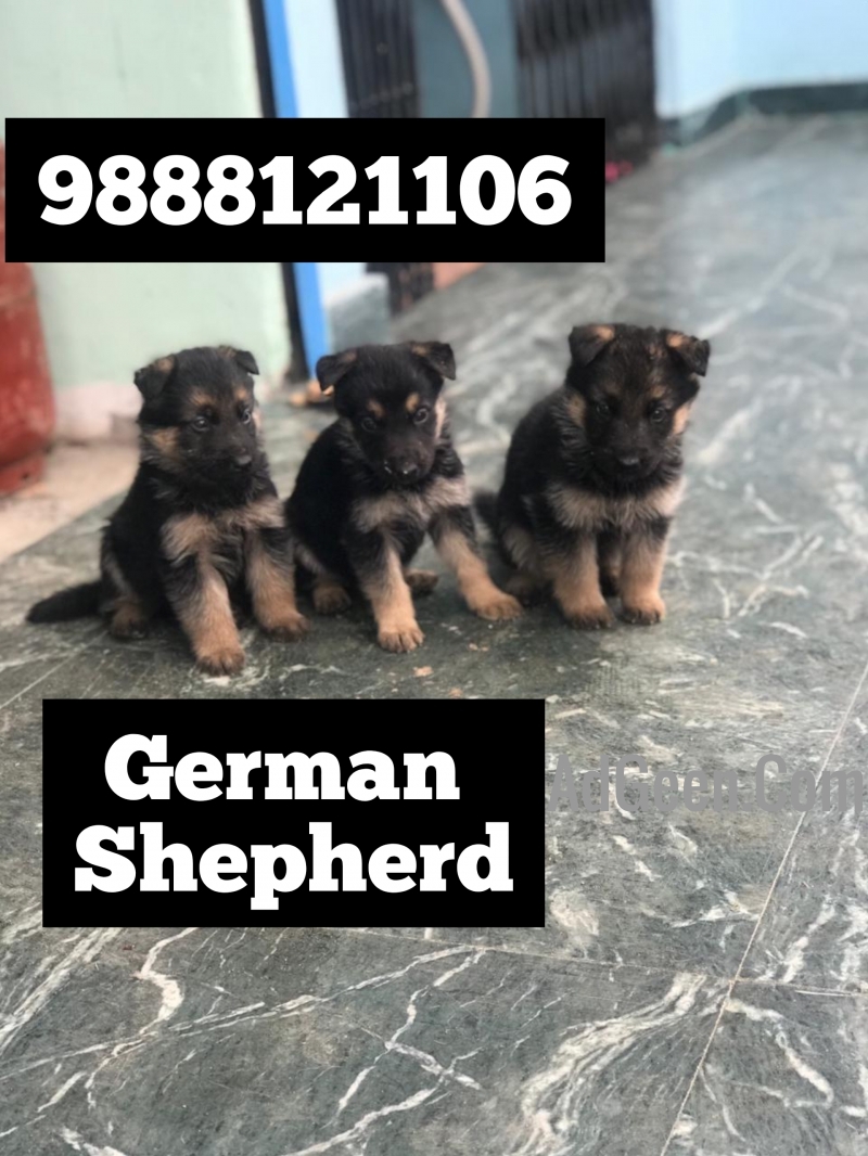used German shepherd puppy available in pet shop jalandhar  for sale 