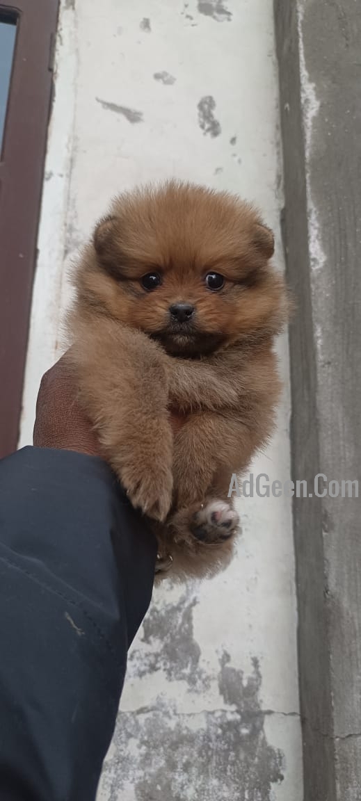 used Trust Kennel Pomeranian Puppies For Sale Delhi for sale 