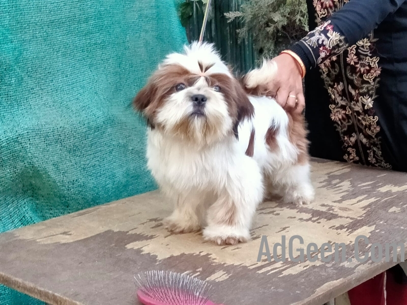 used Trust Kennel ShihTzu Puppies Available Here for sale 