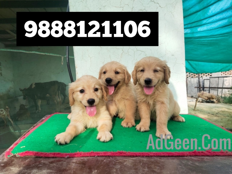 used Golden Retriver puppy Buy and sell online jalandhar call 9888121106 for sale 