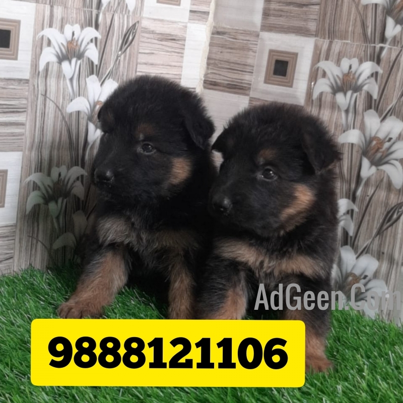 used German shepherd puppy available in jalandhar 9888121106 for sale 