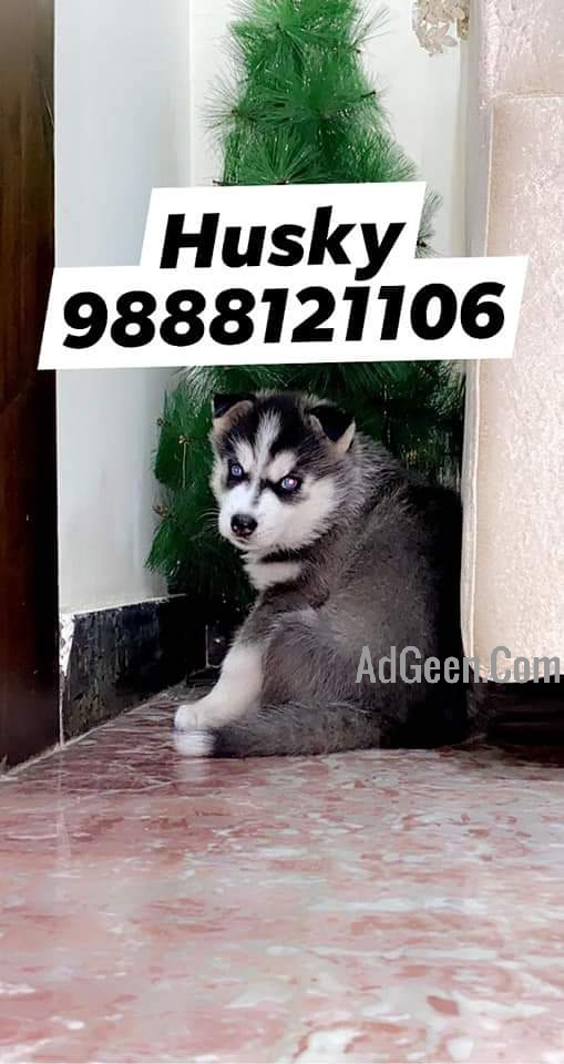 used Siberian Husky puppy available in jalandhar pet shop 9888121106 for sale 