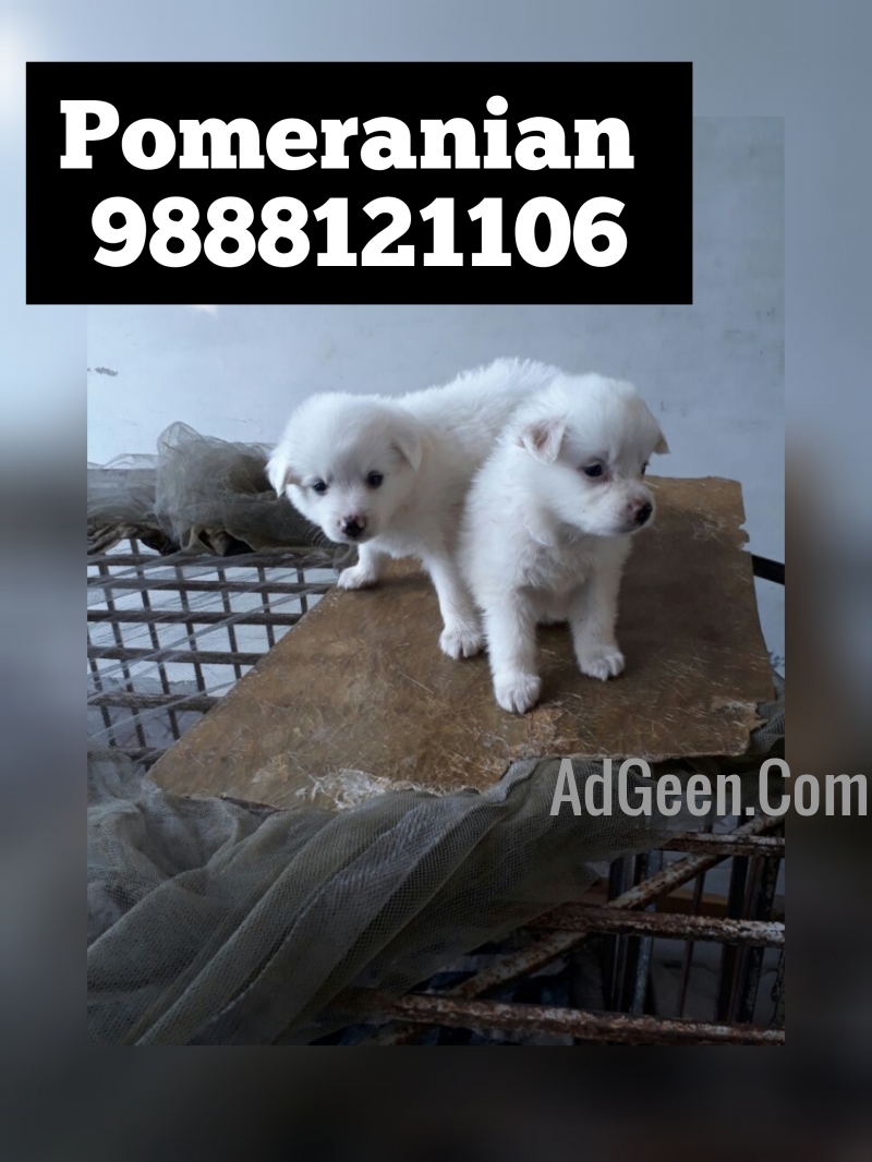 used Pomeranian puppy available in jalandhar city pet shop 9888121106 for sale 