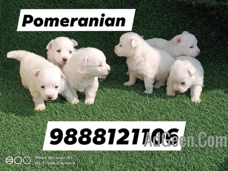 used Pomeranian puppy available in jalandhar city pet shop 9888121106 for sale 
