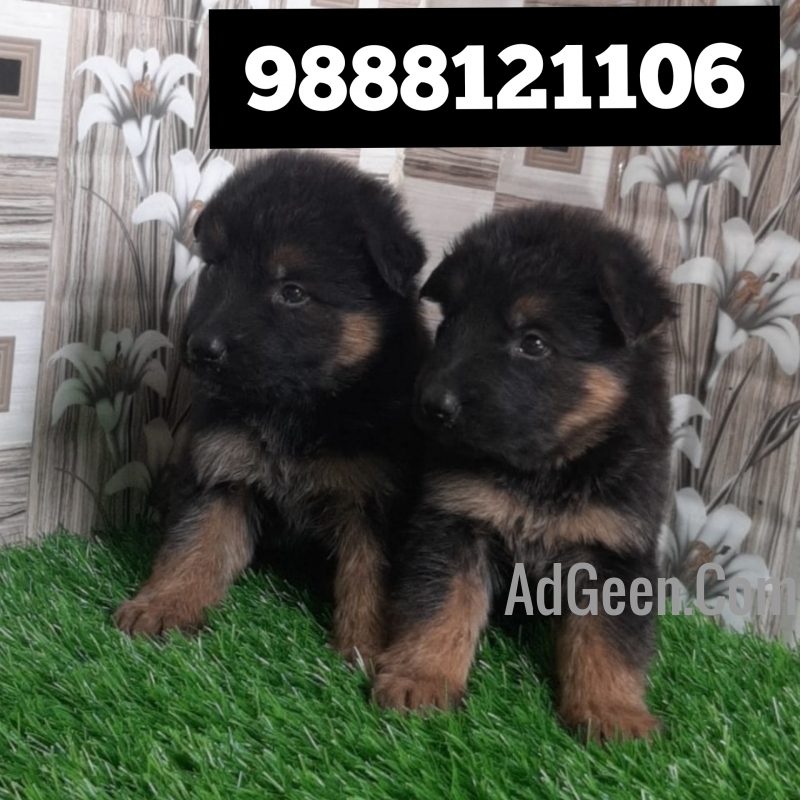 used German shepherd puppy available in jalandhar city pet shop 9888121106 for sale 