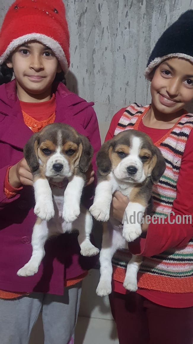 used Beagle Puppies For Sale 9899803008 for sale 