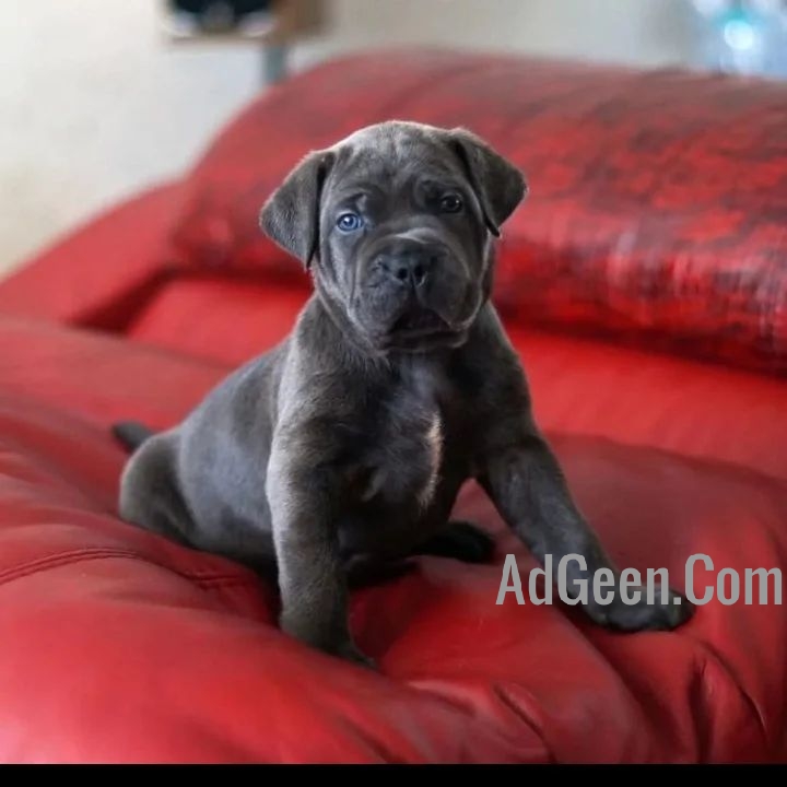 used Import pedigree Cane Corso Puppies Available..7300930479 for sale 
