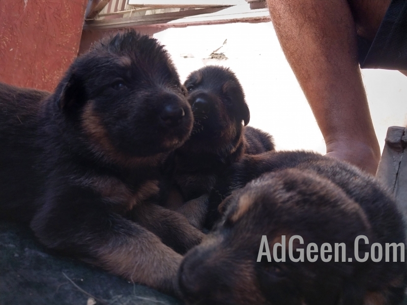 used German shepherd puppies for sale 