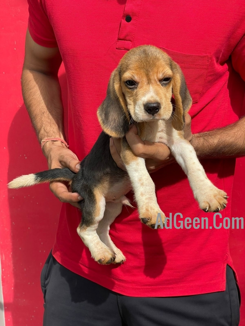 used Beagle Puppies Available For Sale TrustKennel  for sale 