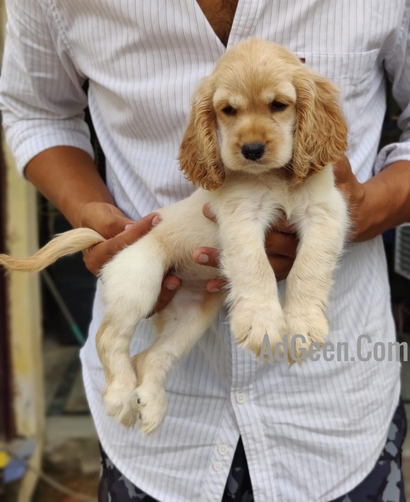 used American Cocker Puppies For Sale Delhi TrustDogSales  for sale 