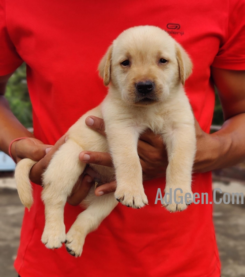 used Labrador Puppies Ready For Sale Delhi TrustDogSales  for sale 