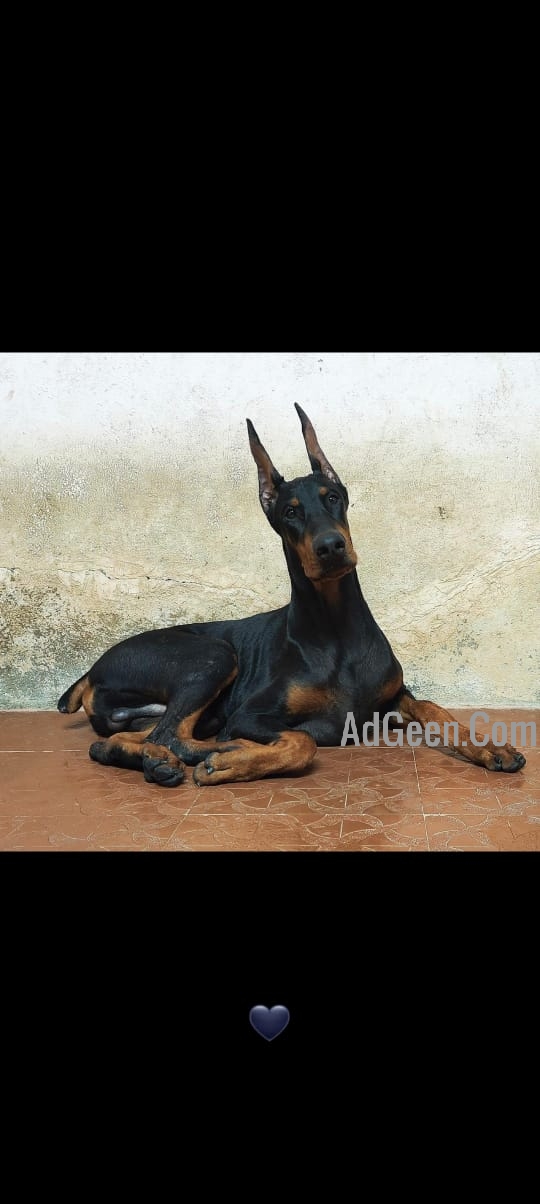 used Doberman Puppies Available Here TrustDogSales  for sale 