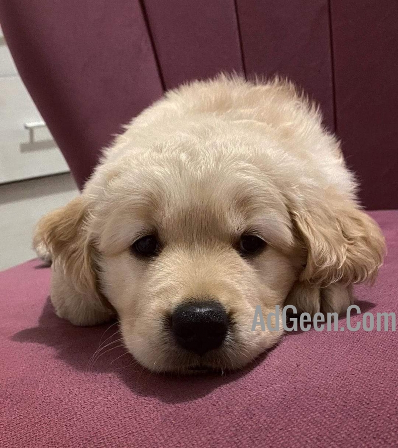 used Golden retriever puppies  for sale 