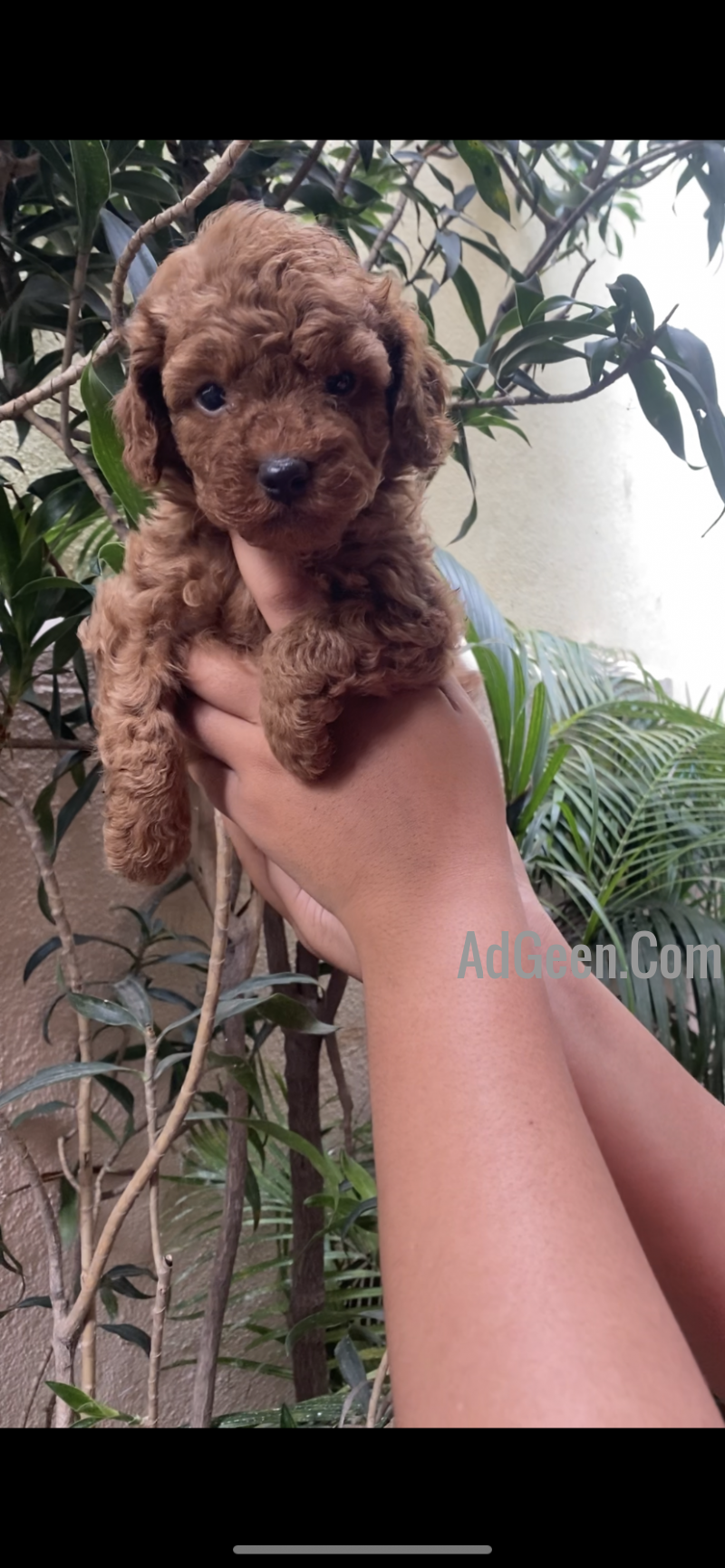 used Excellent Toypoodle male Puppy available in Bangalore. for sale 