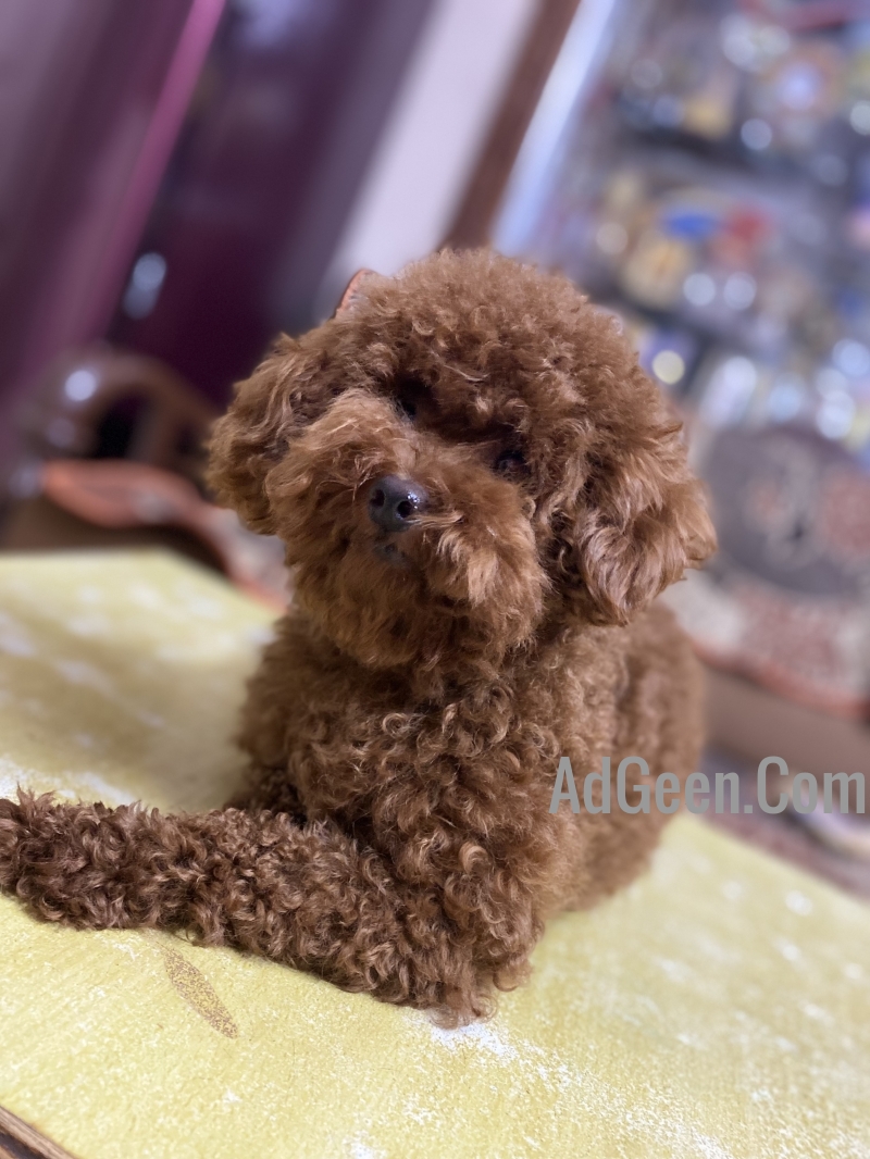 used Excellent Toypoodle male Puppy available in Bangalore. for sale 