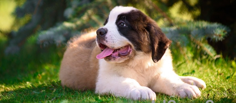 used Saint Bernard Puppies For Sale..call 7300930479 for sale 