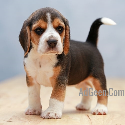 used Beagle Puppies For Sale..call 7300930479 for sale 