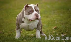 used american bully  for sale 