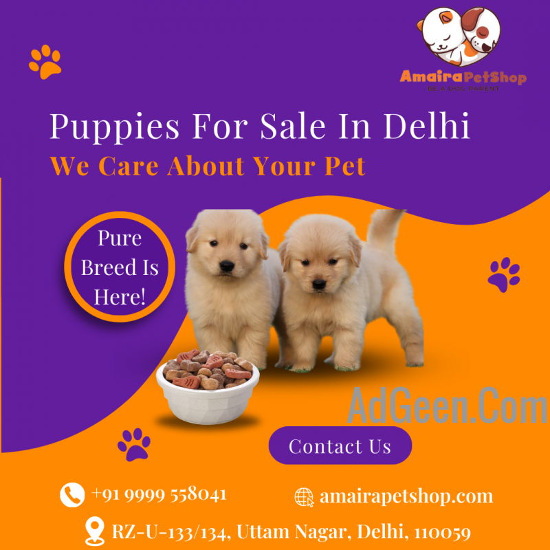 used Amaira Pet Shop - Best Puppies For Sale In Delhi for sale 