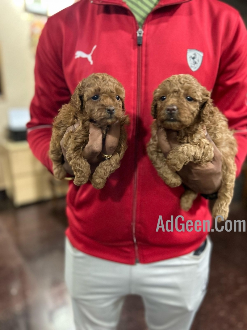 used Poodle puppies available  for sale 