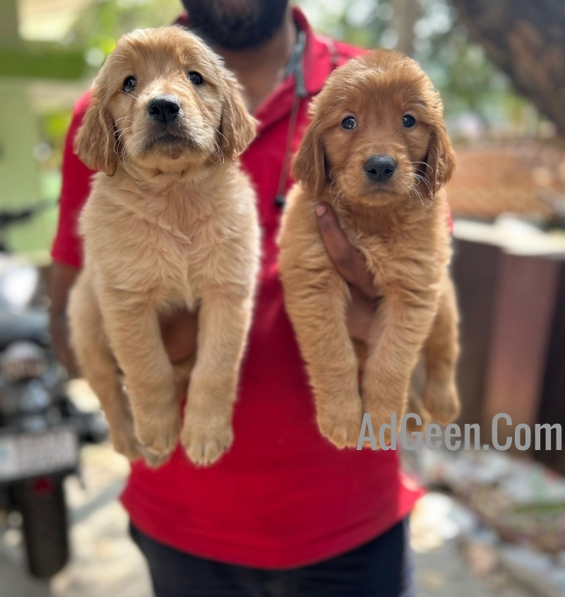 used Golden retriever puppies available  for sale 