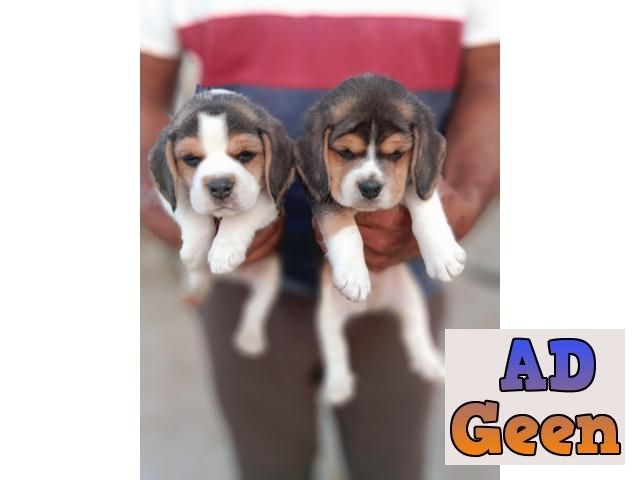 Beagle Golden Retriever top quality pups available here in Bhopal Dogs for  sale in Ashoknagar Madhya Pradesh AdGeen