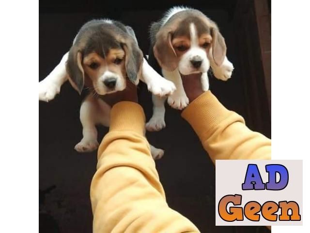 Beagle beaytuful pups male and female Coimbatore 8019630452 whatsaap Dogs  for sale in Coimbatore Tamil Nadu AdGeen