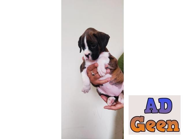 Boxer puppies Dogs for sale in Bangalore Karnataka AdGeen
