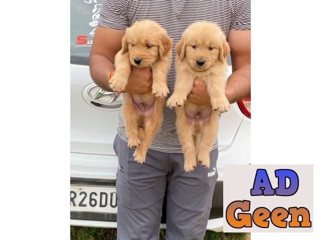 Dark Color of Golden Retriever puppies are available. Call or whats app on  7053692925 Dogs for sale in New Delhi Delhi AdGeen