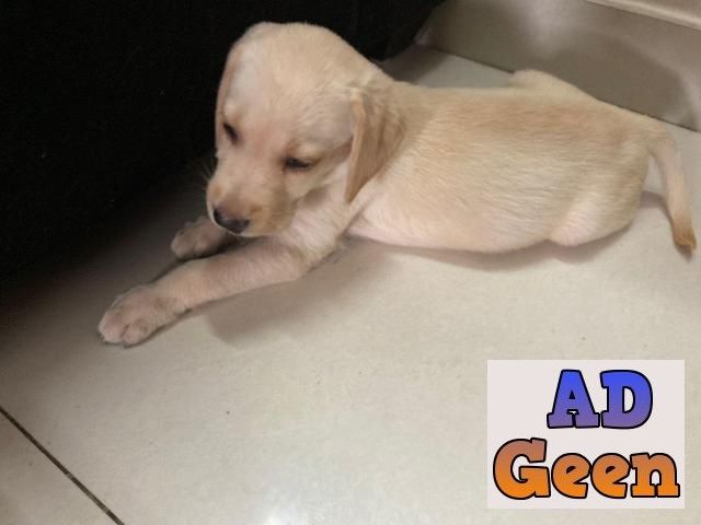 Dog for sale Dogs for sale in Bangalore Karnataka AdGeen